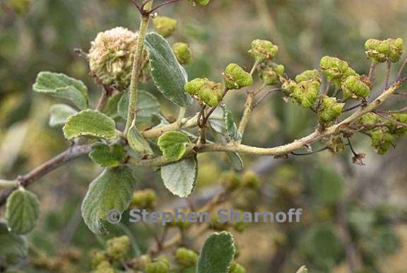 ceanothus tomentosus 7 graphic